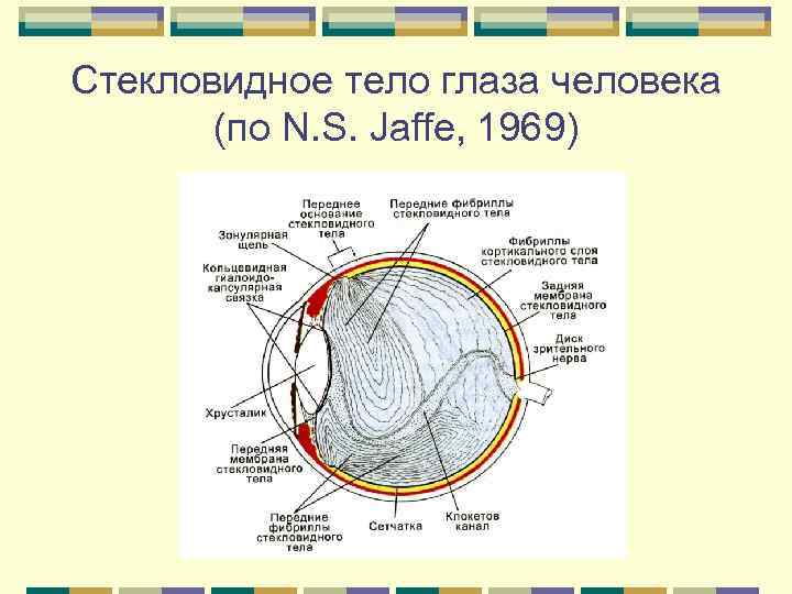 Стекловидное тело глаза человека (по N. S. Jaffe, 1969) 