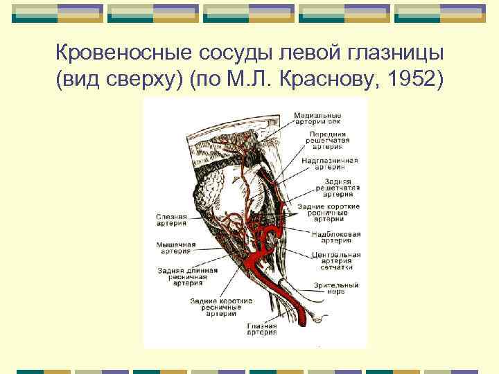Кровеносные сосуды левой глазницы (вид сверху) (по М. Л. Краснову, 1952) 