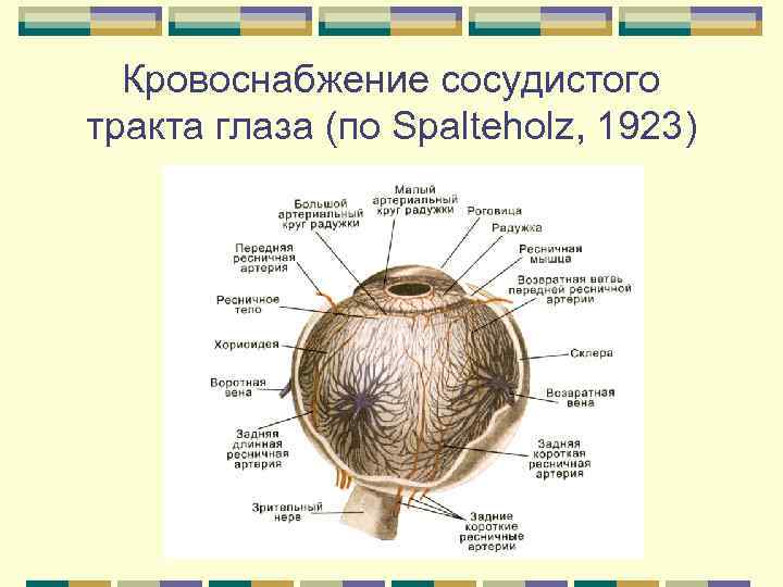 Кровоснабжение сосудистого тракта глаза (по Spalteholz, 1923) 