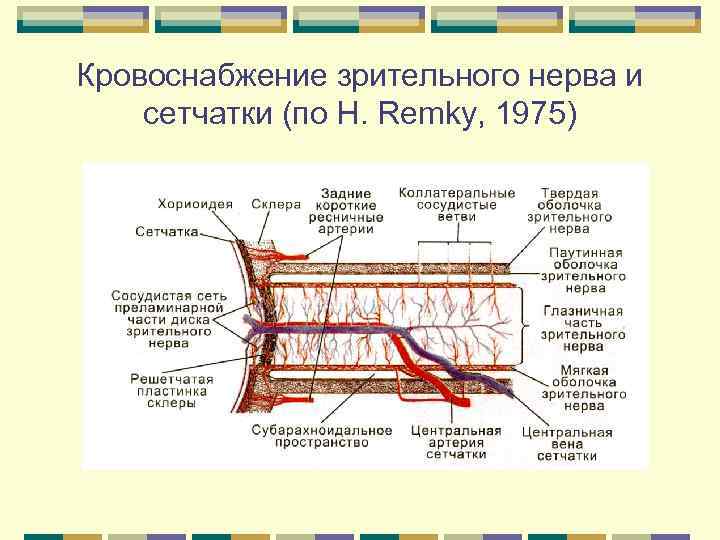 Кровоснабжение зрительного нерва и сетчатки (по H. Remky, 1975) 