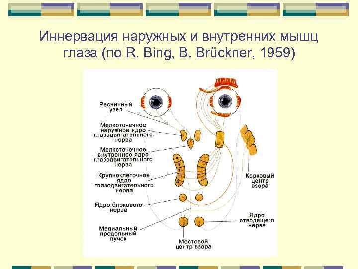 Иннервация наружных и внутренних мышц глаза (по R. Bing, B. Brückner, 1959) 