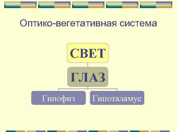 Оптико-вегетативная система СВЕТ ГЛАЗ Гипофиз Гипоталамус 