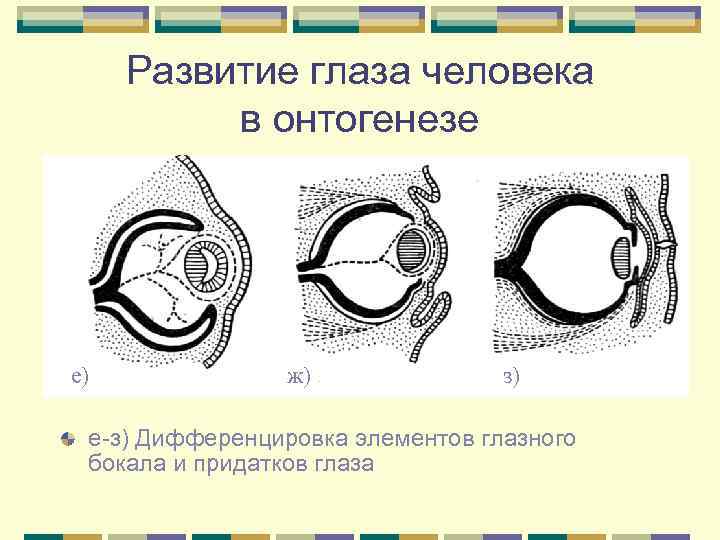 Развитие глаза человека в онтогенезе е) ж) з) е-з) Дифференцировка элементов глазного бокала и