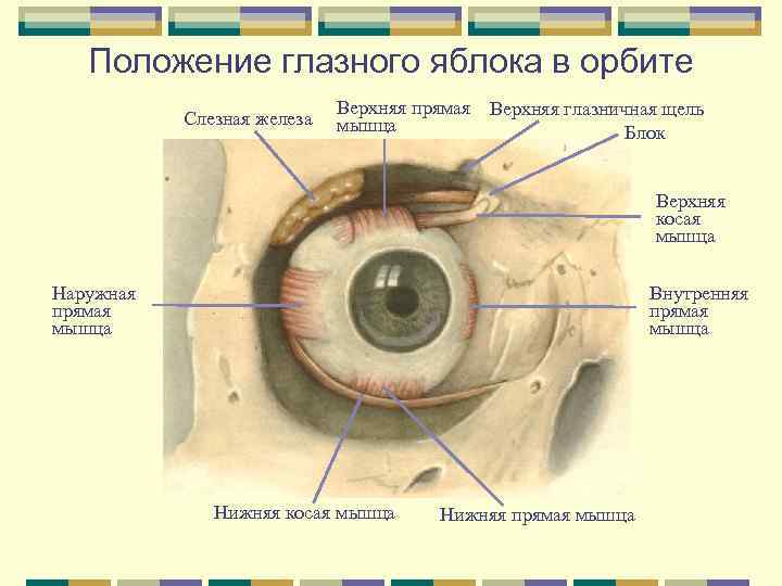 Положение глазного яблока в орбите Слезная железа Верхняя прямая Верхняя глазничная щель мышца Блок