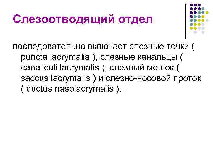 Слезоотводящий отдел последовательно включает слезные точки ( puncta lacrymalia ), слезные канальцы ( canaliculi