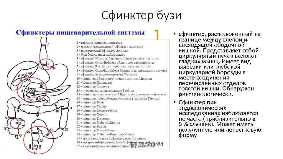 Сфинктер бузи • сфинктер, расположенный на границе между слепой и восходящей ободочной кишкой. Представляет