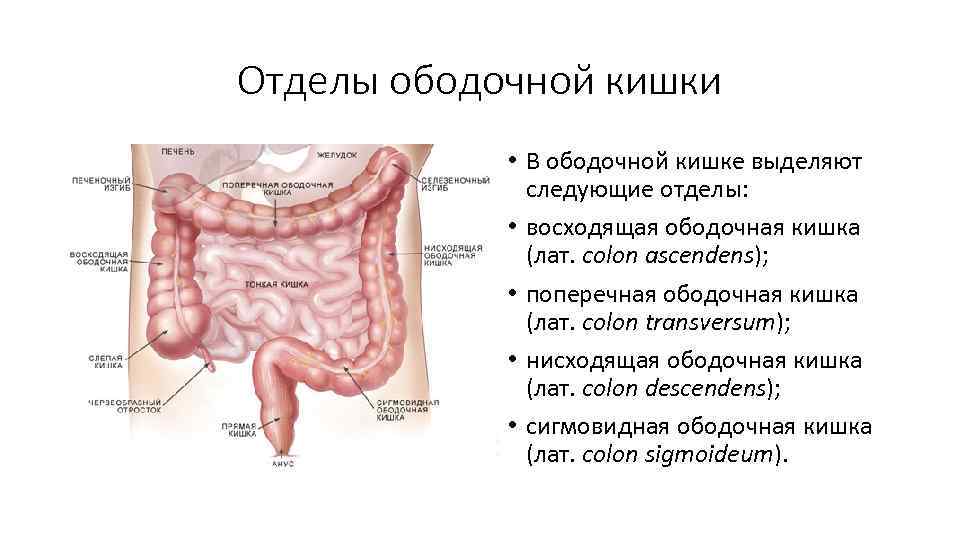 Отделы ободочной кишки • В ободочной кишке выделяют следующие отделы: • восходящая ободочная кишка