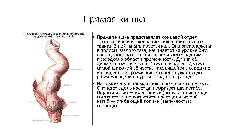 Прямая кишка • Прямая кишка представляет концевой отдел толстой кишки и окончание пищеварительного тракта.