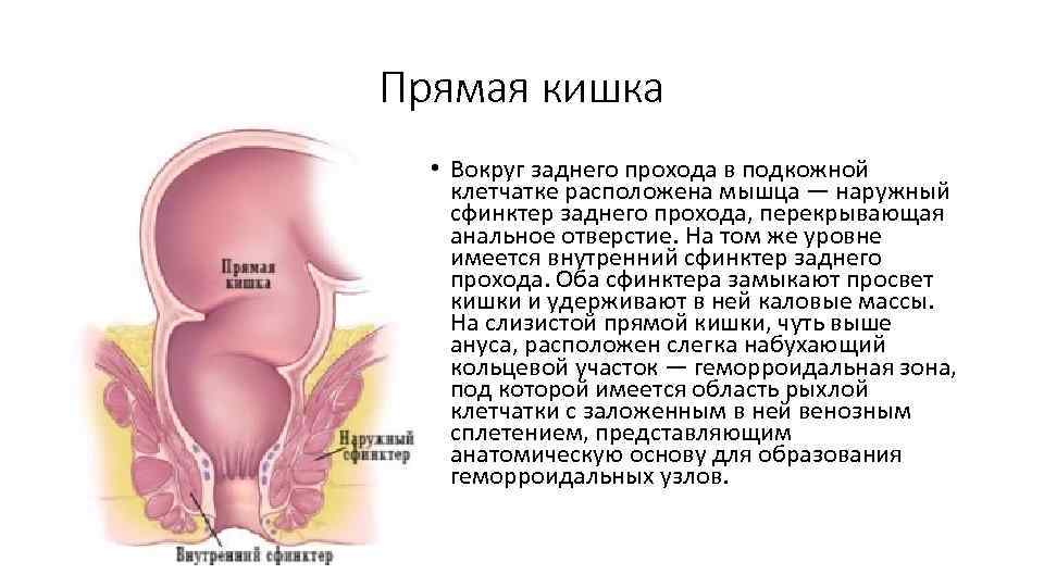 Прямая кишка • Вокруг заднего прохода в подкожной клетчатке расположена мышца — наружный сфинктер