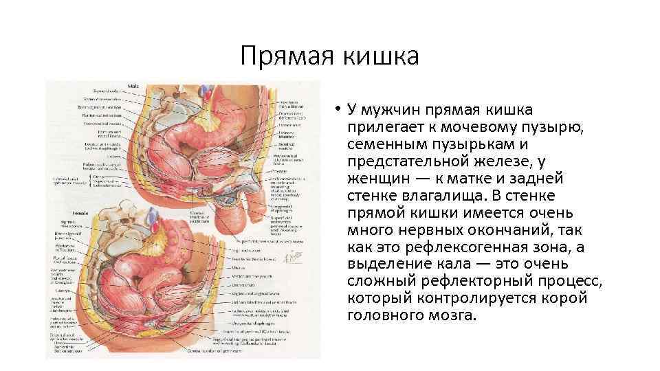 Давление в прямой кишке