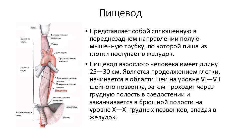 Пищевод • Представляет собой сплющенную в переднезаднем направлении полую мышечную трубку, по которой пища