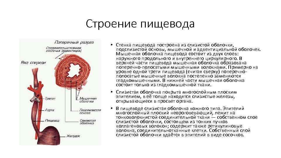Строение пищевода • Стенка пищевода построена из слизистой оболочки, подслизистой основы, мышечной и адвентициальной