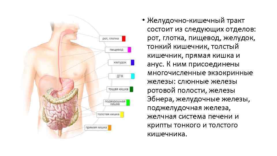 Тонкий желудок. Отделы ЖКТ анатомия. ЖКТ система органов. Структура ЖКТ человека. Верхний отдел пищеварительного тракта.