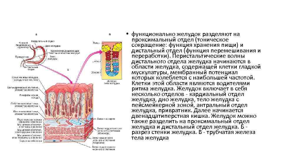  • функционально желудок разделяют на проксимальный отдел (тоническое сокращение: функция хранения пищи) и