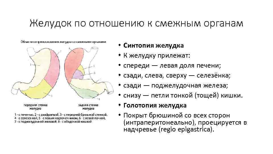 Голотопия и синтопия желудка. Синтопия желудка спереди и сзади. Желудок скелетотопия голотопия синтопия. Топография желудка синтопия.