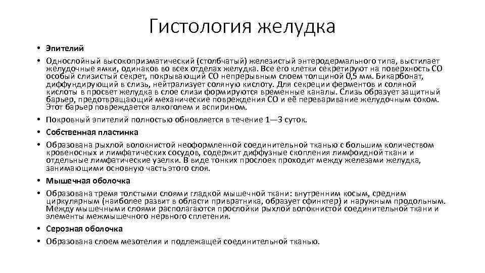 Гистология желудка • Эпителий • Однослойный высокопризматический (столбчатый) железистый энтеродермального типа, выстилает желудочные ямки,