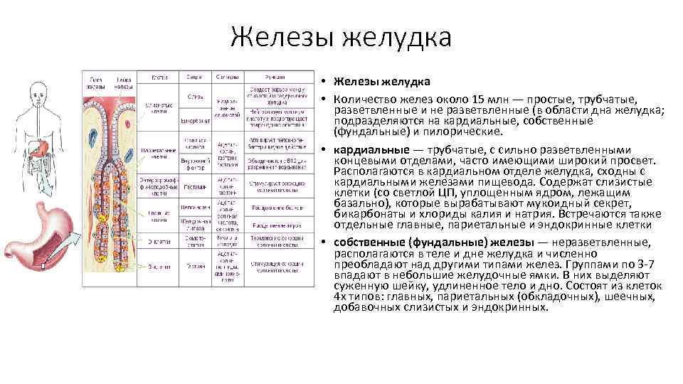 Железы желудка • Количество желез около 15 млн — простые, трубчатые, разветвленные и не