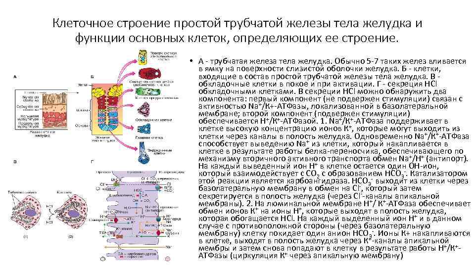 Клеточное строение простой трубчатой железы тела желудка и функции основных клеток, определяющих ее строение.