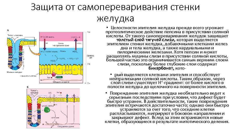 Нейтрализация соляной кислоты