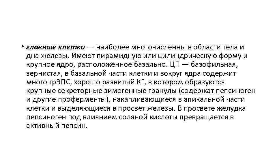  • главные клетки — наиболее многочисленны в области тела и дна железы. Имеют