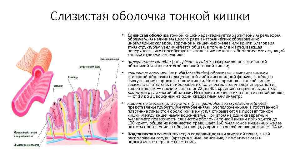 Изучение схемы пищеварительного тракта