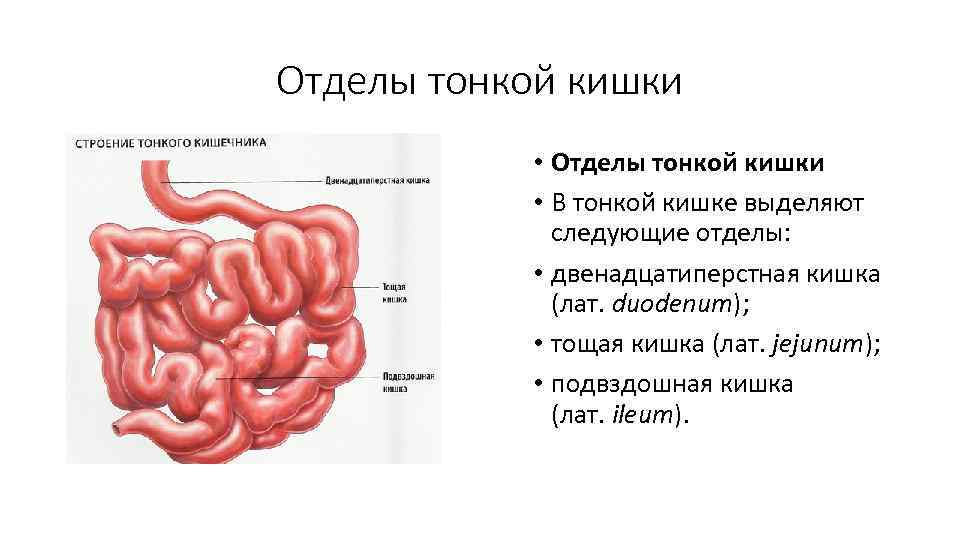 Общий план строения пищеварительного тракта