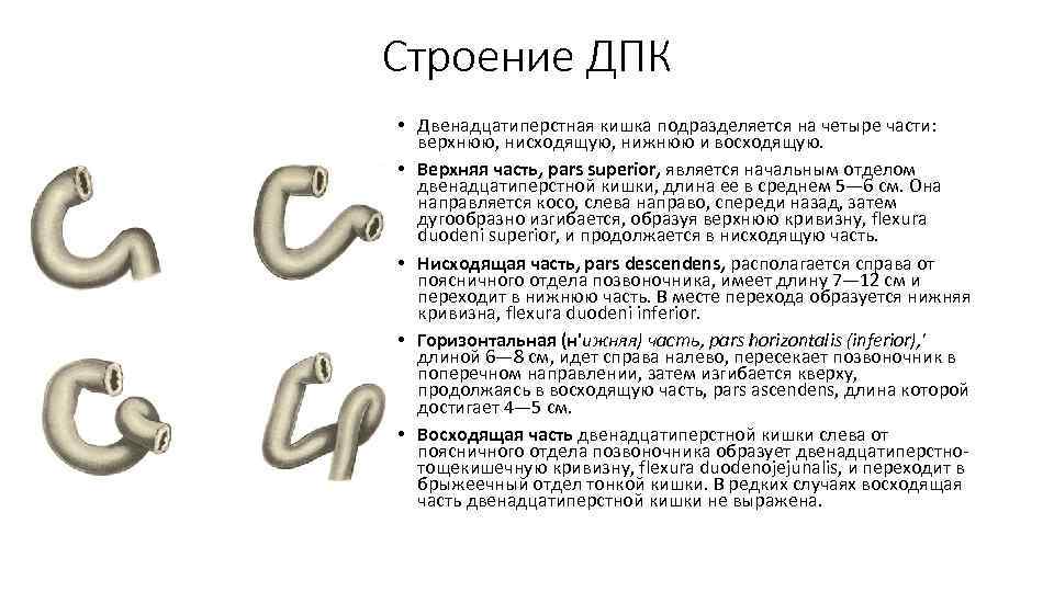 Строение ДПК • Двенадцатиперстная кишка подразделяется на четыре части: верхнюю, нисходящую, нижнюю и восходящую.