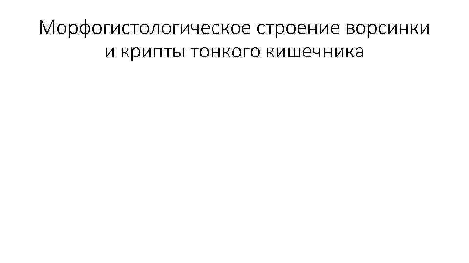 Морфогистологическое строение ворсинки и крипты тонкого кишечника 