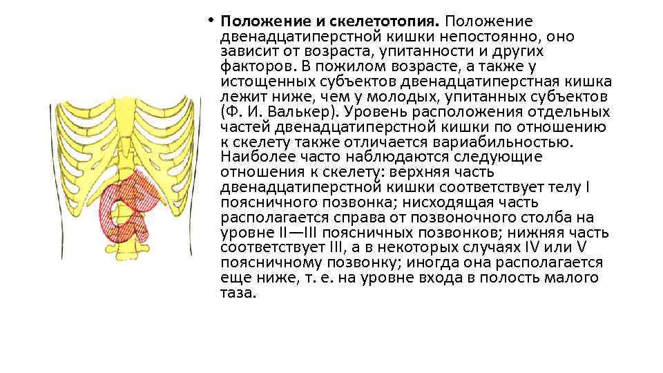 • Положение и скелетотопия. Положение двенадцатиперстной кишки непостоянно, оно зависит от возраста, упитанности