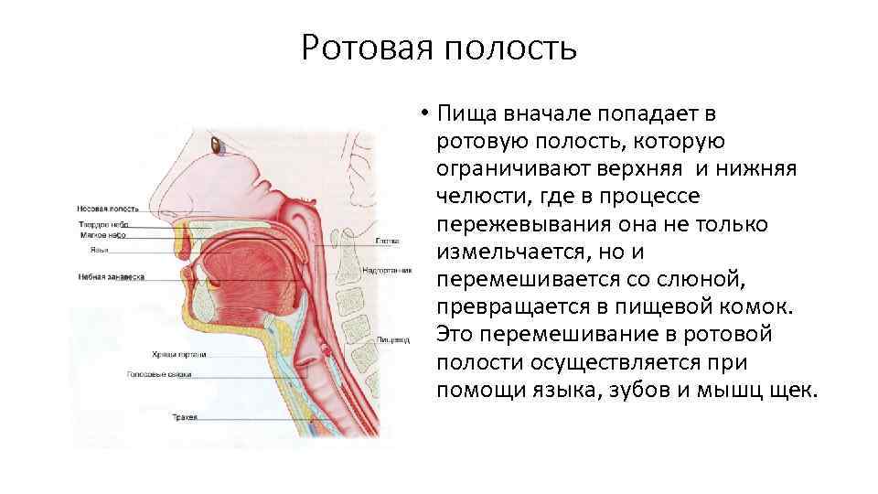 Схема передвижения пищи по пищеварительному тракту