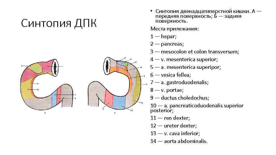 Синтопия это