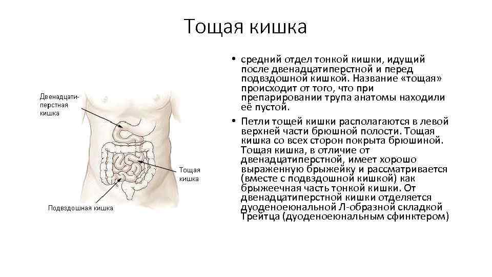 Тощая кишка • средний отдел тонкой кишки, идущий после двенадцатиперстной и перед подвздошной кишкой.