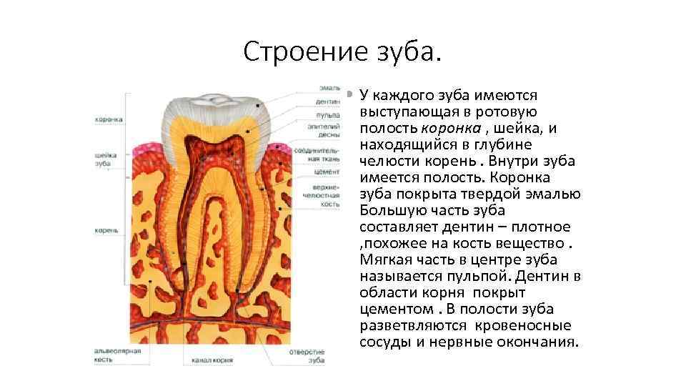 Строение зуба. У каждого зуба имеются выступающая в ротовую полость коронка , шейка, и