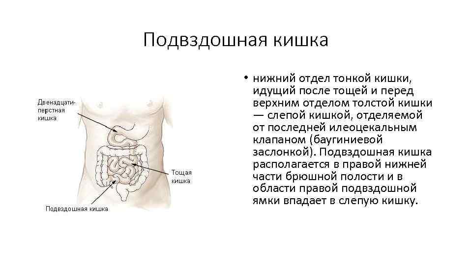 Подвздошная кишка картинка