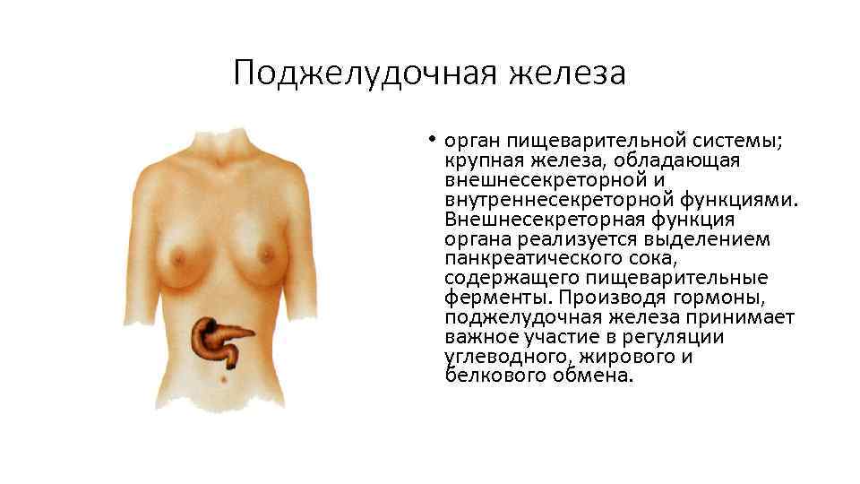 Поджелудочная железа • орган пищеварительной системы; крупная железа, обладающая внешнесекреторной и внутреннесекреторной функциями. Внешнесекреторная