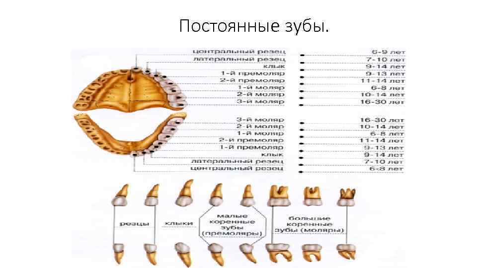 Pishevaritelnyj Trakt K Pishevaritelnoj Sisteme Otnosyatsya Organy Osushestvlyayushie