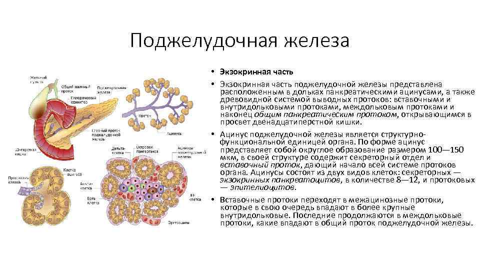 Поджелудочная железа • Экзокринная часть поджелудочной железы представлена расположенным в дольках панкреатическими ацинусами, а
