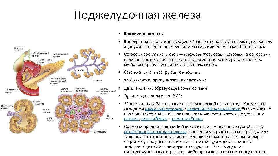 Поджелудочная железа • Эндокринная часть поджелудочной железы образована лежащими между ацинусов панкреатическими островками, или
