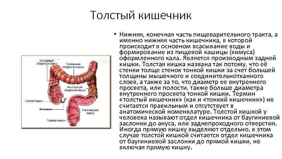 Что происходит в тонкой кишке