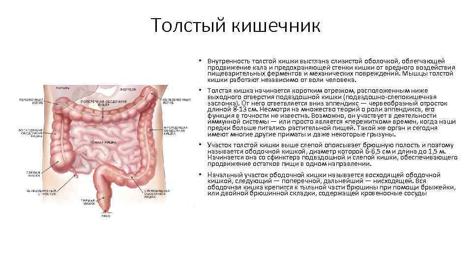 Тонкий и толстый кишечник анатомия картинки