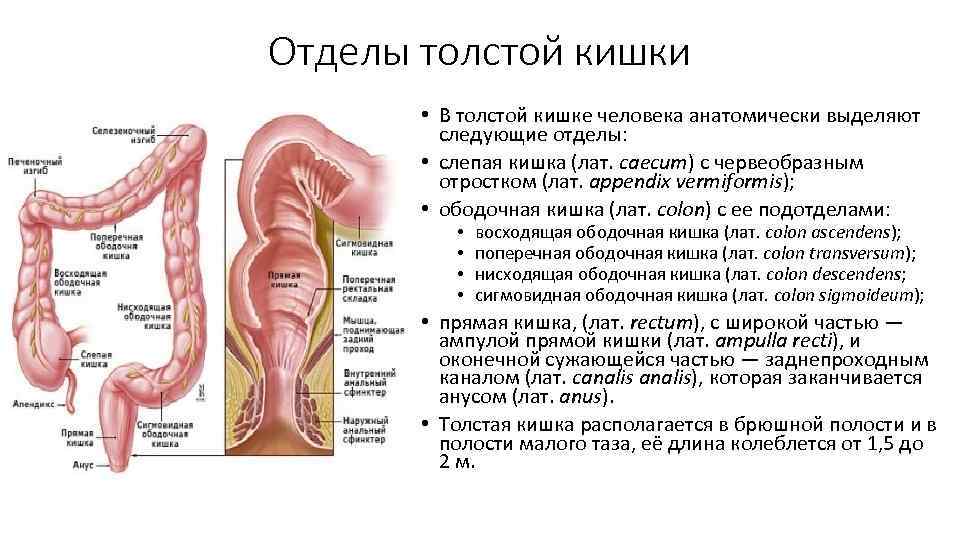 Толстая кишка человека фото