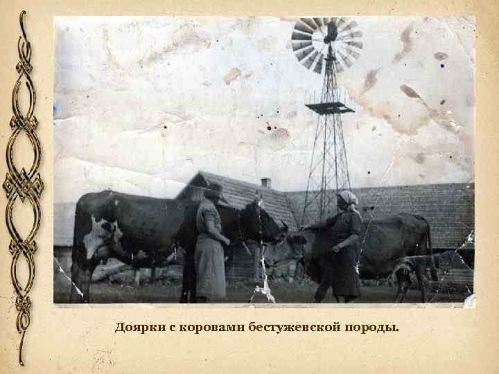 Доярки с коровами бестужевской породы. 