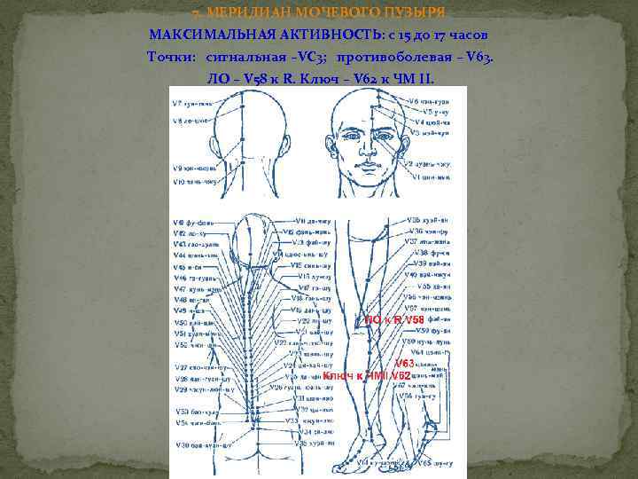 7. МЕРИДИАН МОЧЕВОГО ПУЗЫРЯ МАКСИМАЛЬНАЯ АКТИВНОСТЬ: с 15 до 17 часов Точки: сигнальная –VC
