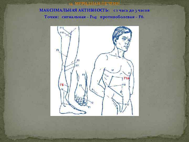 12. МЕРИДИАН ПЕЧЕНИ МАКСИМАЛЬНАЯ АКТИВНОСТЬ: с 1 часа до 3 часов Точки: сигнальная –