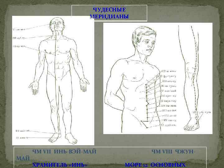 ЧУДЕСНЫЕ МЕРИДИАНЫ ЧМ VII ИНЬ-ВЭЙ-МАЙ ЧМ VIII ЧЖУНМАЙ ХРАНИТЕЛЬ «ИНЬ» МОРЕ 12 ОСНОВНЫХ 