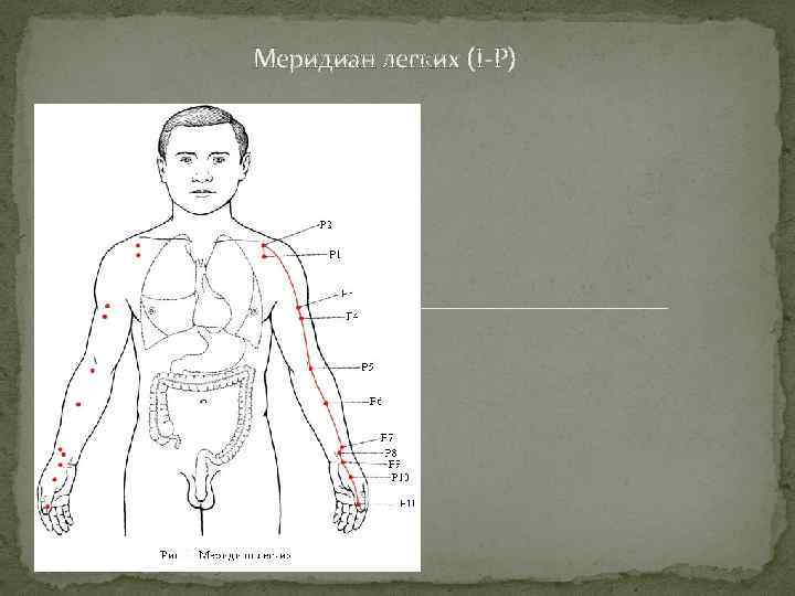 Меридиан легких (I-P) 