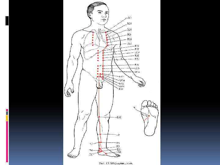12 основных. Меридианы передней части тела. Двекнадцать парных Меридиан. Меридианы по передней поверхности. Головной мозг ход канал Меридиан.