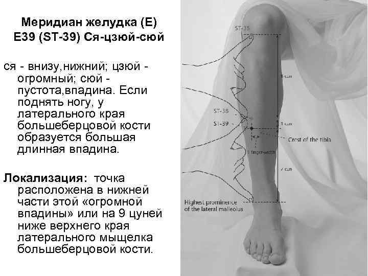 Меридиан желудка (E) E 39 (SТ-39) Ся-цзюй-сюй ся внизу, нижний; цзюй огромный; сюй пустота,