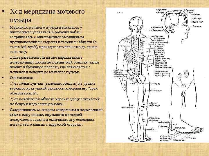  • Ход меридиана мочевого пузыря • • • Меридиан мочевого пузыря начинается у