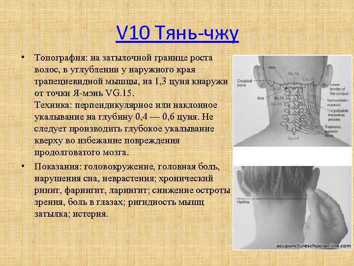V 10 Тянь-чжу • Топография: на затылочной границе роста волос, в углублении у наружного